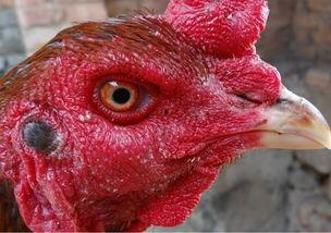 國產(chǎn)老雞露臉視頻,揭秘神秘幕后故事