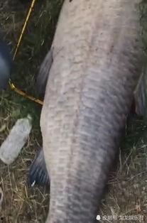 青魚視頻在線觀看國產,青魚視頻帶你領略國產影視魅力