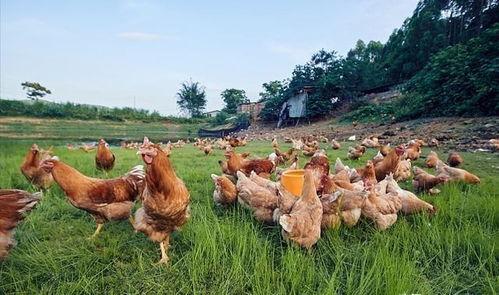 國產插雞,創(chuàng)新科技引領農業(yè)現(xiàn)代化新篇章